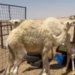 قعدان قصب