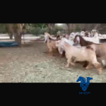 عوارض