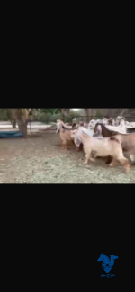 عوارض