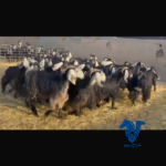 معزا فاخره عوارض