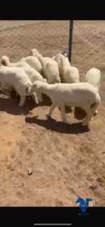 ⁦بهم تربيه طيب⁩ - الصورة ⁦2⁩