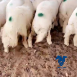 رخال مقنوي