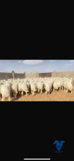 ⁦رخال كفو⁩ - الصورة ⁦2⁩