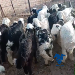 بهم طيب جدا