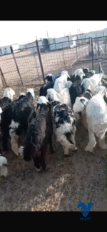 بهم طيب جدا