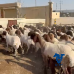 ذبايح كفو