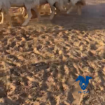 غنم مقنوي طيبه
