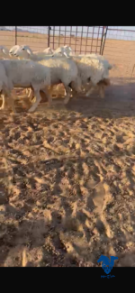غنم مقنوي طيبه