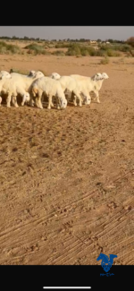 ⁦رخال كفو⁩ - الصورة ⁦2⁩