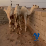 حشو قصب