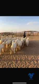 ⁦بهم كفو ذبايح فيهن5رخال⁩ - الصورة ⁦2⁩