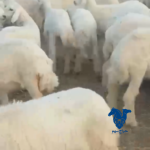 رخال طيبات حرش
