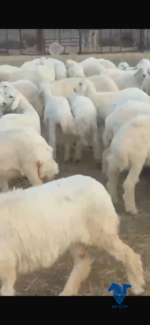 رخال طيبات حرش