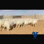 رخال كفو