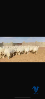 رخال كفو