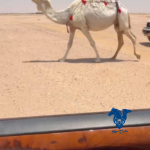 ناقه لقحه