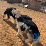 ذبايح نجدي
