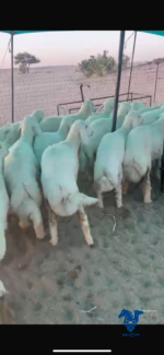 ⁦بهم كفو ذبايح⁩ - الصورة ⁦2⁩
