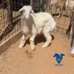 رخل عمرها5شهور