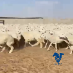 غن مراح