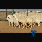 حريات صنف