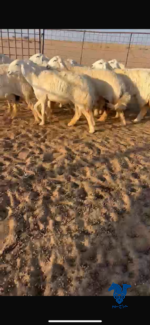 ⁦غنم مقنوي طيبه⁩ - الصورة ⁦2⁩