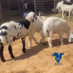 بهم عمارهن3شهور