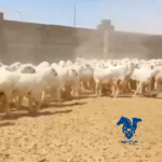 رخال طيبه