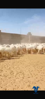 رخال طيبه