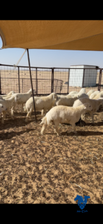 ⁦بهم حري فاخر⁩ - الصورة ⁦8⁩