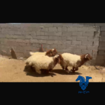 نعيم فاخر