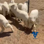 بهم تربيه طيب