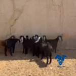 جفار مقنوي طيبه