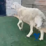 خروف كفو صنف