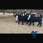جفار طيبات