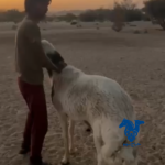 فحل حري