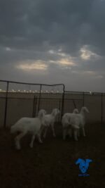 ⁦رخال عمارها4 شهور⁩ - الصورة ⁦2⁩