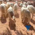 بهم طيب