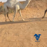 قعود كفو