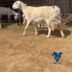 شاه حريه رباع دافع سونار