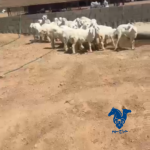 رخال