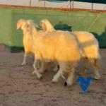 غنم عيسيات طيبات جدا
