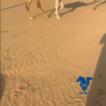 ناقه كفو