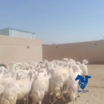غنم مراح