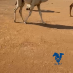 ناقه عشراء كفو