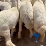 بهم طيب وذبايح