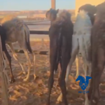 قعدان قصب