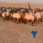 نعيم