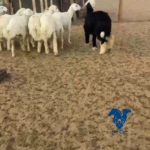 رخال تاسيس مراح