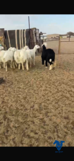 رخال تاسيس مراح